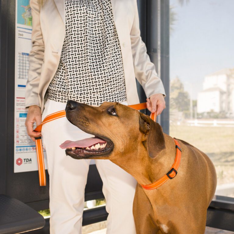 ROGZ Utility Control Collar Chain Orange Lifestyle