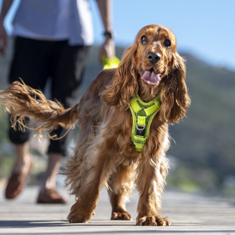 ROGZ Utility Control Harness Dayglo Lifestyle