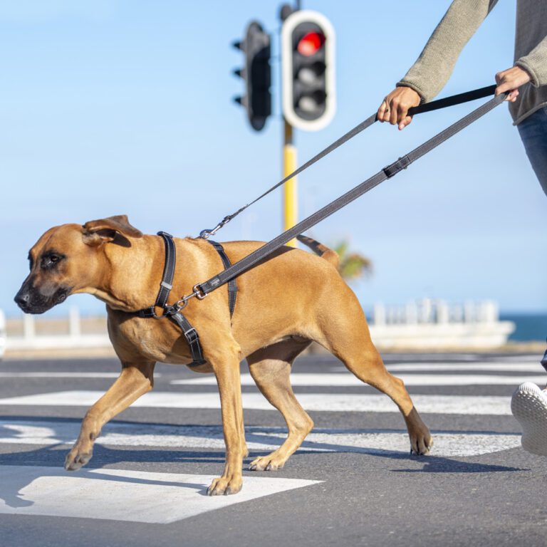 ROGZ Utility Control Multi Lead Black Lifestyle
