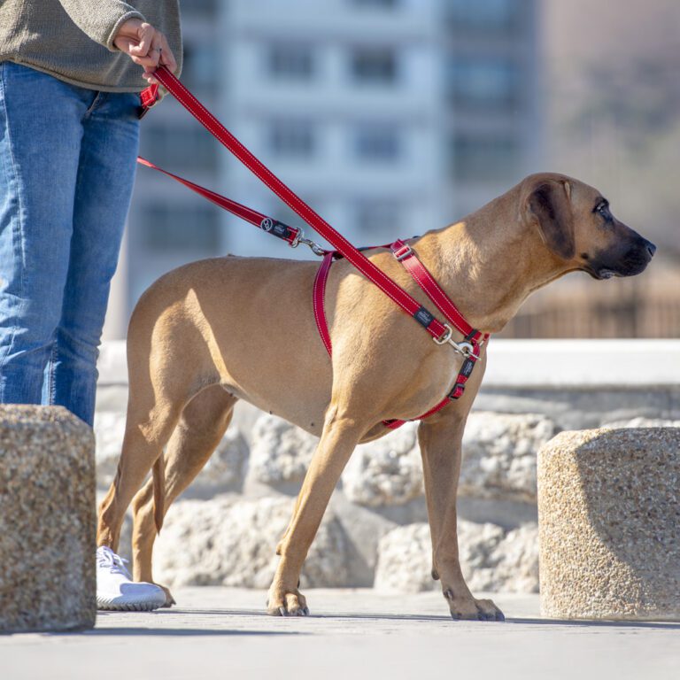 ROGZ Utility Control Multi Lead Red Lifestyle