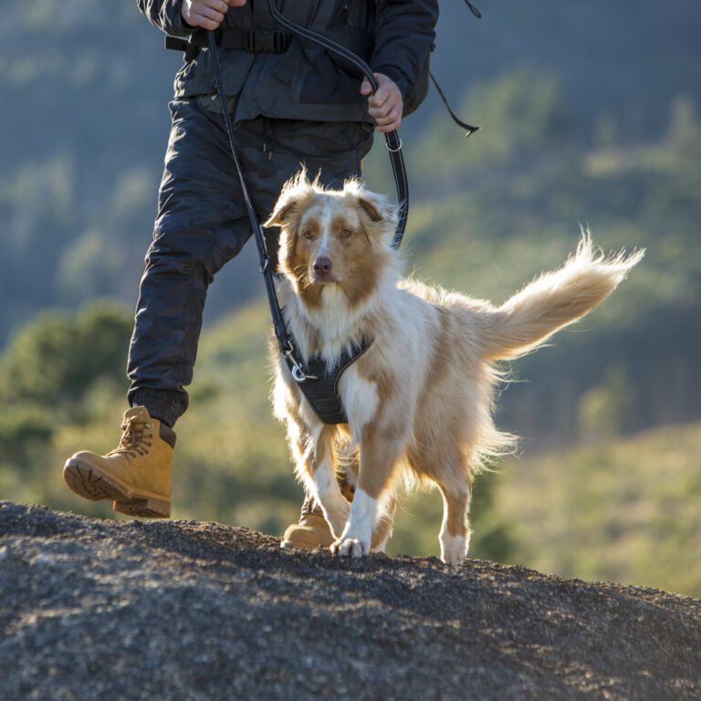 ROGZ Utility Explore Harness Black Lifestyle