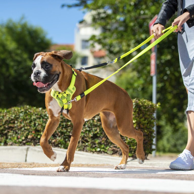 ROGZ Utility Multi Lead Dayglo Lifestyle