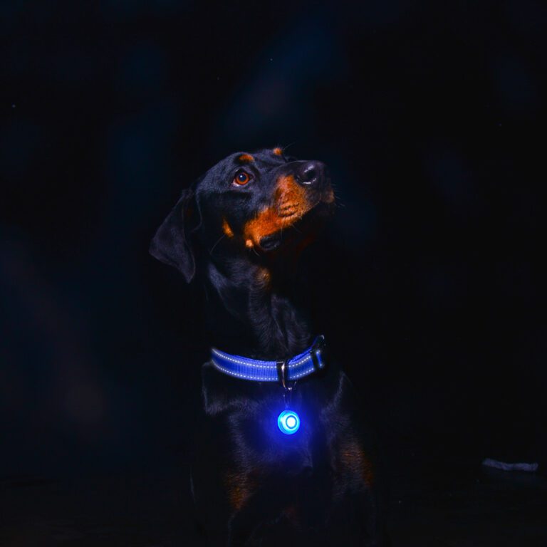 RogLite Safety Light Tag Blue Lifestyle