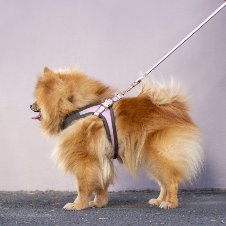 Urban Fast-Fit Adjustable Harness Pink Blush Lifestyle