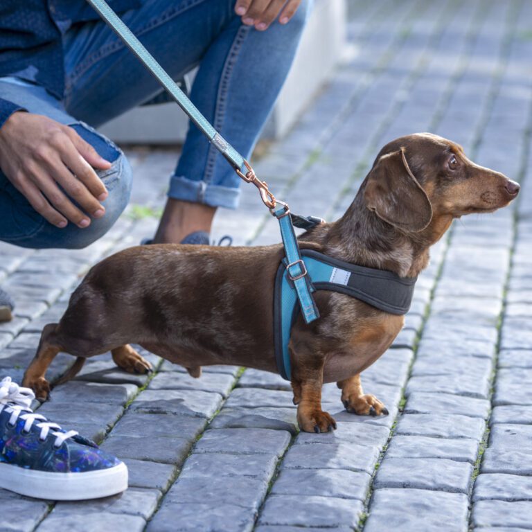 Urban Fast-Fit Adjustable Harness Turquoise-Moon Lifestyle