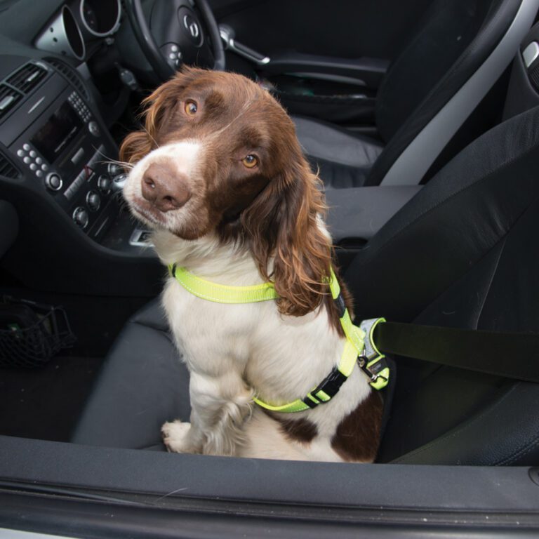 Utility Car-Safe Safety Belt Clip DayGlo Lifestyle