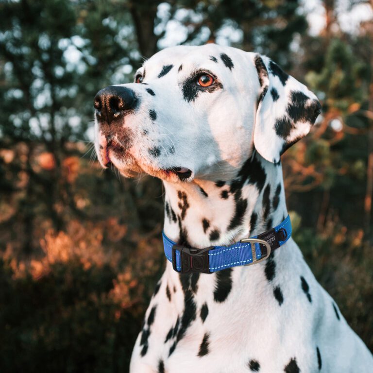 Utility Classic Collar Blue Lifestyle