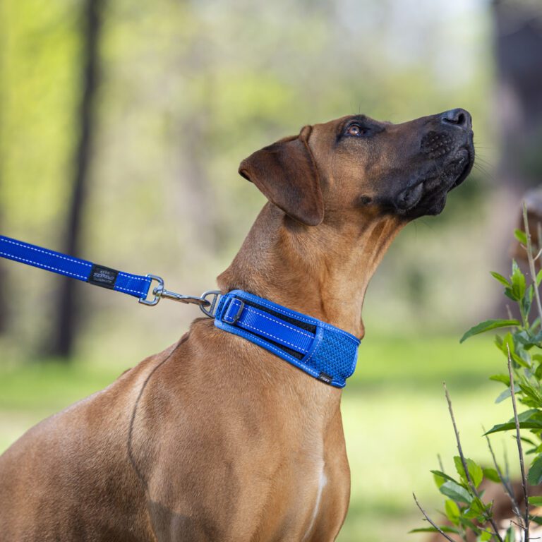 Utility Classic Collar Padded Blue Lifestyle