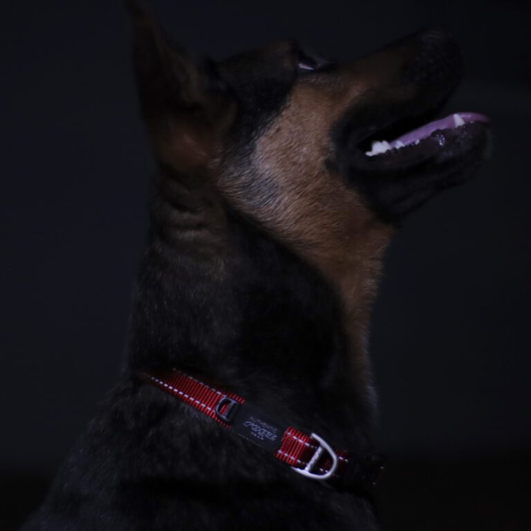 Utility Classic Collar Red Lifestyle