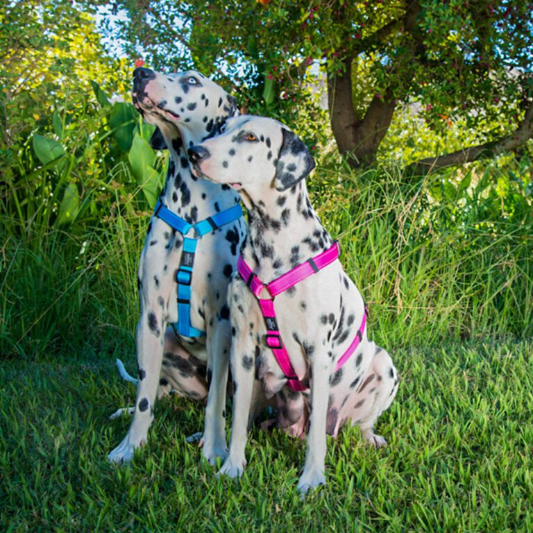 Utility Classic Harness Blue and Pink Lifestyle