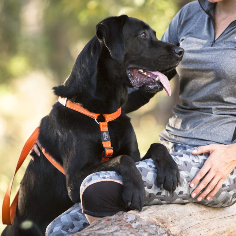 Utility Classic Harness Orange Lifestyle