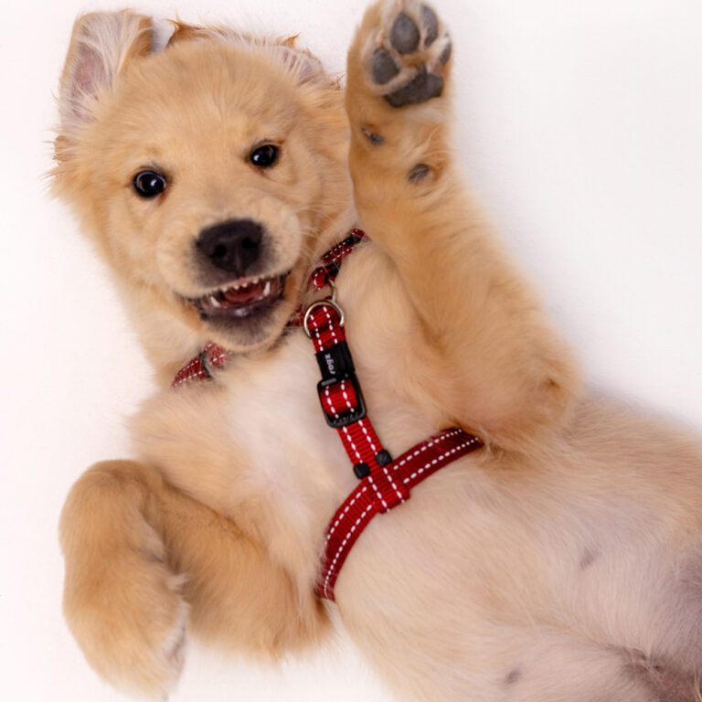 Utility Classic Harness Red Lifestyle