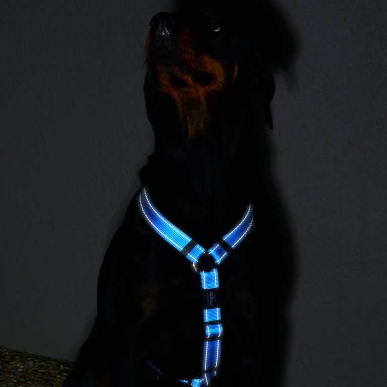 Utility Classic Harness Turquoise Lifestyle