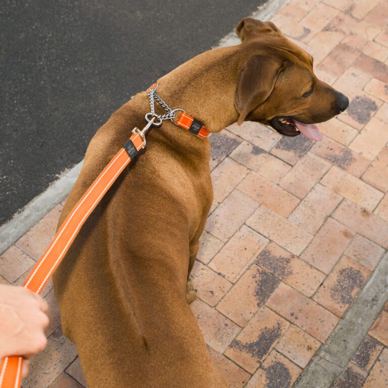 Utility Control Chain Collar Orange Lifestyle