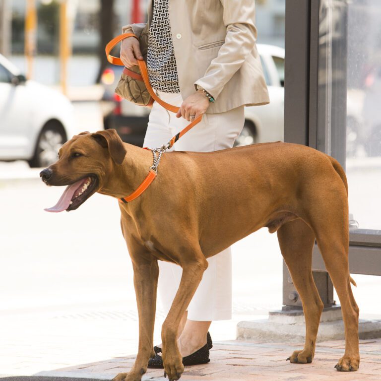 Utility Control Collar Chain Orange Lifestyle