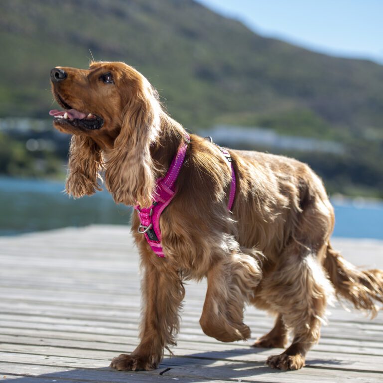 Utility Control Harness Pink Lifestyle