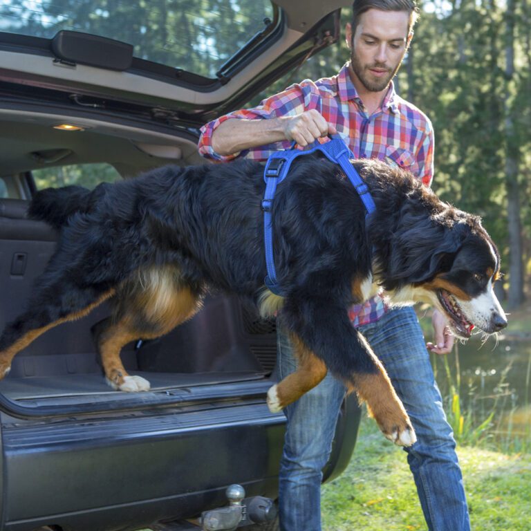 Utility Explore Harness Blue Lifestyle