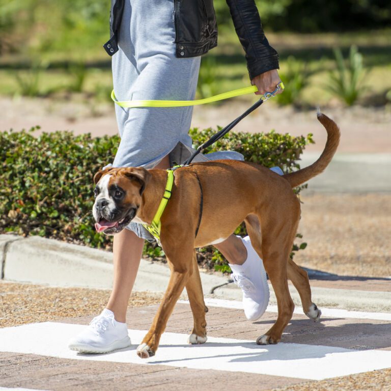 Utility Stop Pull Harness Dayglo Lifestyle