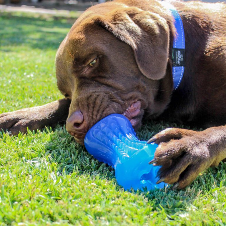 Yumz Chew Toy Blue Lifestyle