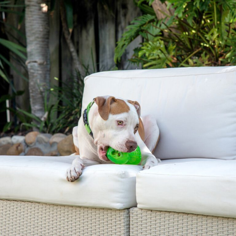 Yumz Chew Toy Lime Green Lifestyle
