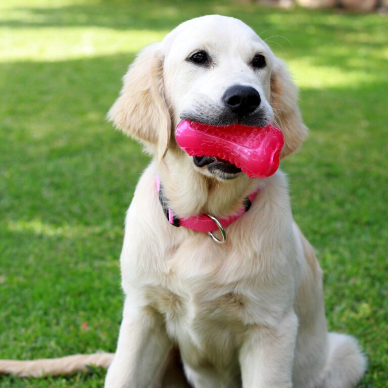Yumz Chew Toy Pink Lifestyle