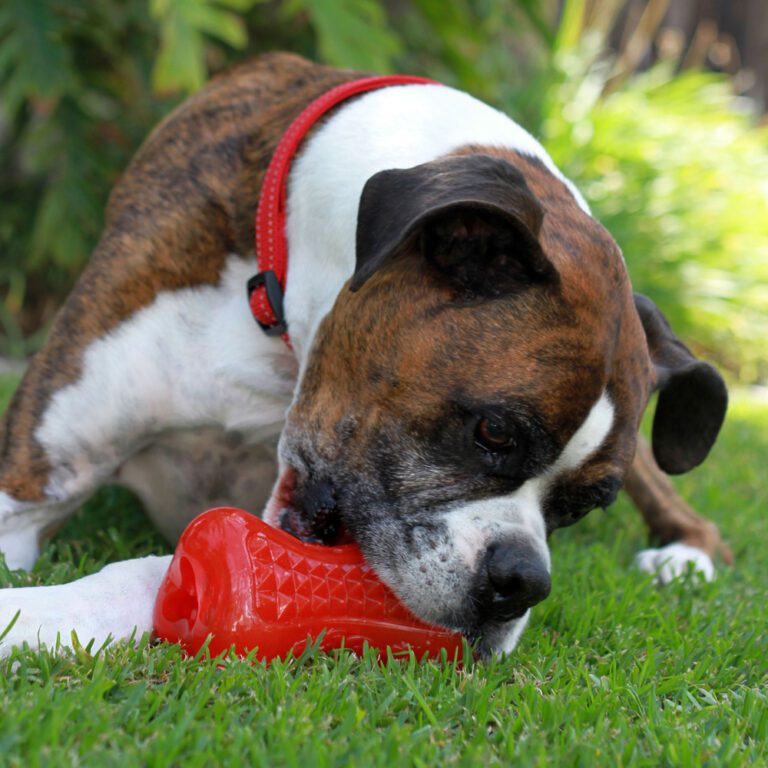 Yumz Chew Toy Red Lifestyle