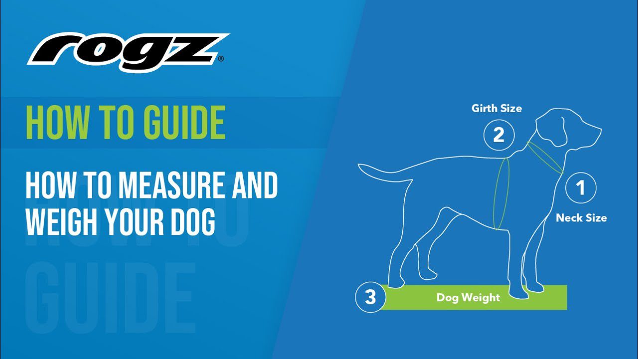 How to Measure and Weigh your Dog with ROGZ