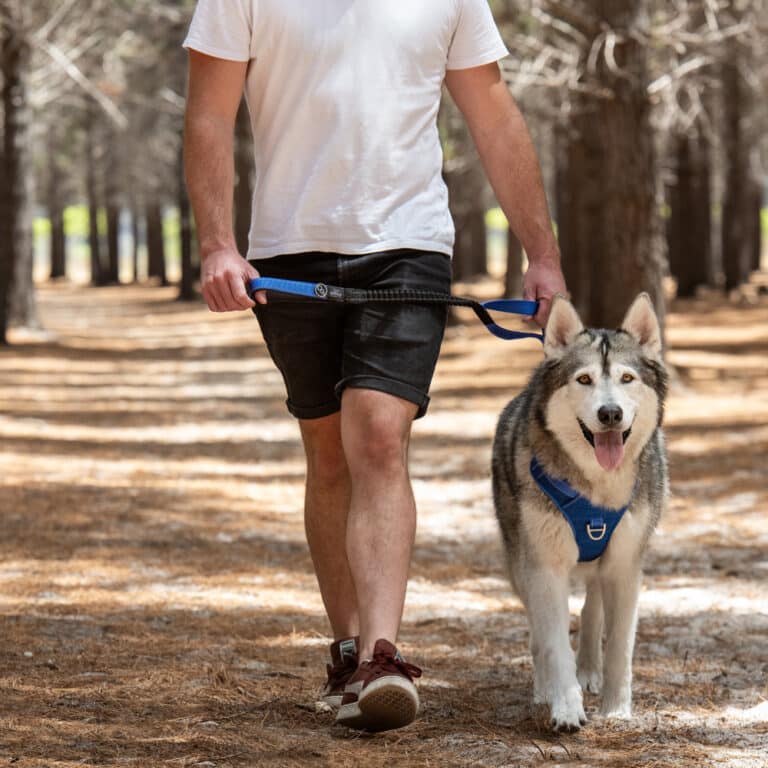 Utility Bungee Lead Blue Lifestyle
